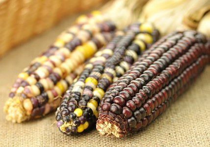 印度玉米图片
