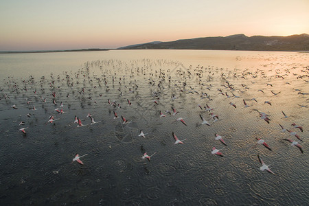 一群粉红色的火烈鸟在日落时飞翔图片