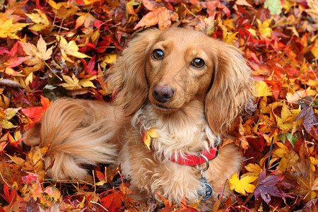 Dachshund狗被秋天图片