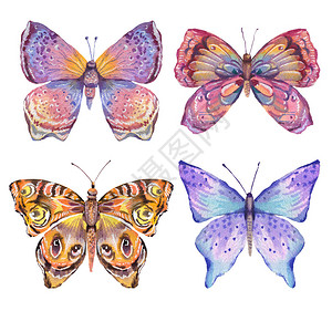 水彩天然的多彩蝴蝶夏季昆虫插图在白色背景图片