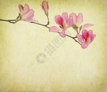 紫荆花Grunge抽象背景图片