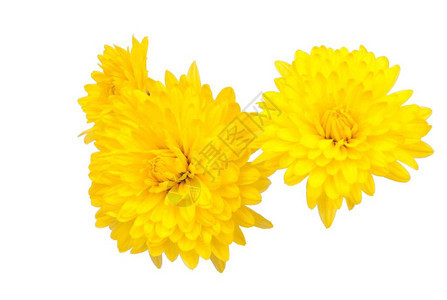 白色的黄色花朵被图片