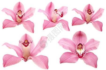 白色背景上美丽的粉红色兰花图片