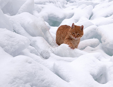 红猫去雪堆图片