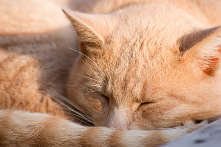 黄猫在秋日的阳光下慵懒图片