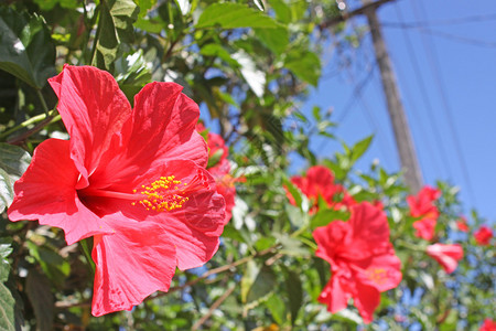 泰式红花图片