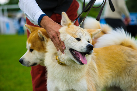 在绿草的秋田犬狗图片