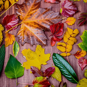 在木制背景下收集美丽多彩的秋叶图片