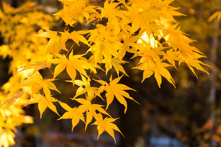 黄叶枫树图片
