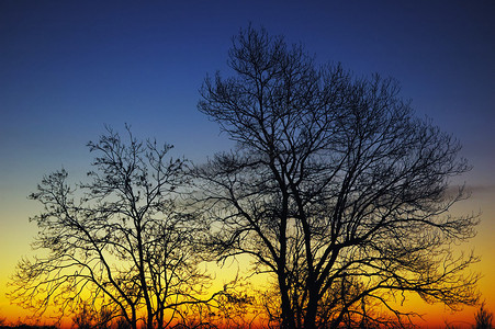 日出时的树木剪影色彩惊艳背景图片
