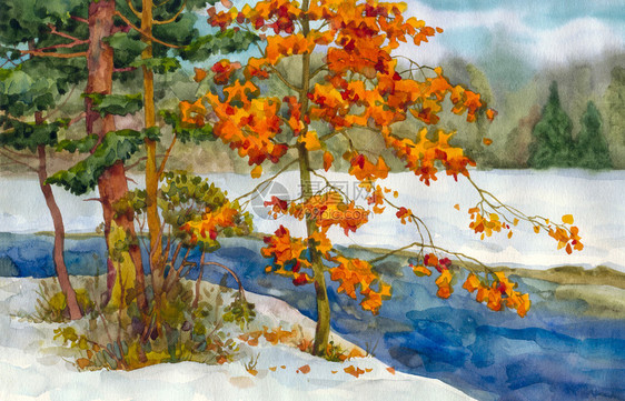 水彩色景观树木中包括寒雪图片