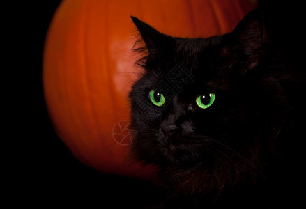 关闭一只黑猫与发光的绿色眼睛以黑色隔离的橙图片