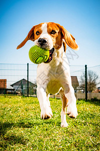 Beagle狗在花园里跑向摄像机图片