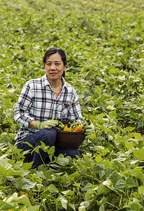 秋初季节在大绿豆田里种植一篮子蔬图片