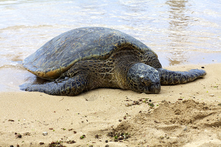 在沙滩上晒的夏威夷绿海龟图片