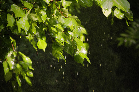 阳光明媚的春雨绿叶图片