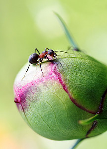 花上的蚂蚁图片