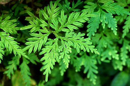 蕨类植物的新鲜绿叶图片