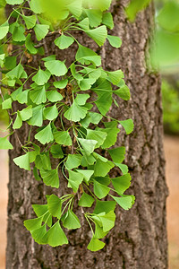 Ginkgobiloba树叶木图片
