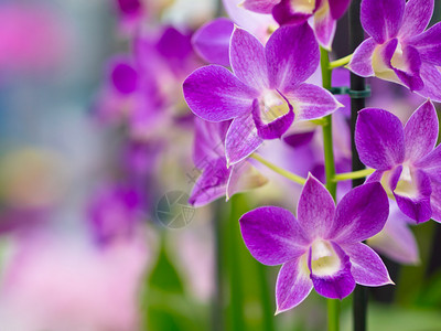 库肯霍夫的紫色兰花深度较浅图片