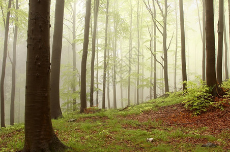 被山雾环绕的山毛榉树的魔法春天森林图片