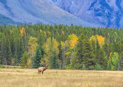 加拿大落基山脉的鹿图片