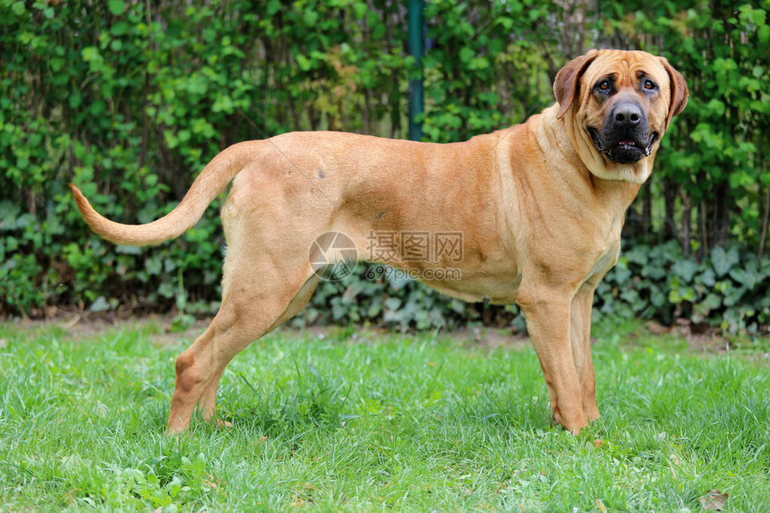 纯种日本土佐犬头部特写