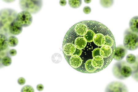 细胞分裂绿色单细胞氯乙烯藻类微生物插画