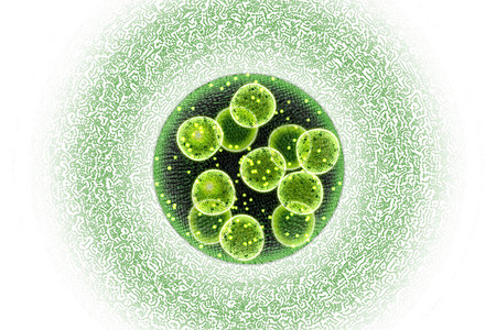 绿色单细胞氯乙烯藻类微生物图片
