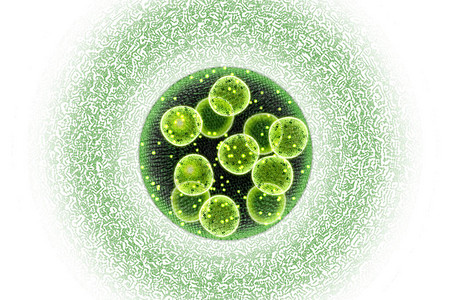 细胞分裂绿色单细胞氯乙烯藻类微生物插画