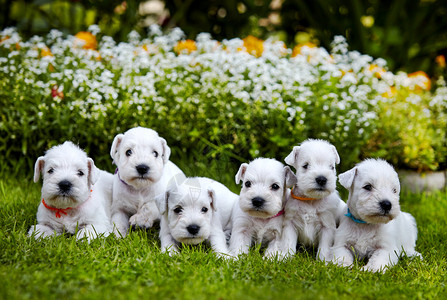在绿草的白色雪纳瑞小狗背景图片