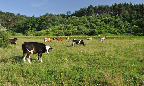 在田野上吃草的奶牛图片