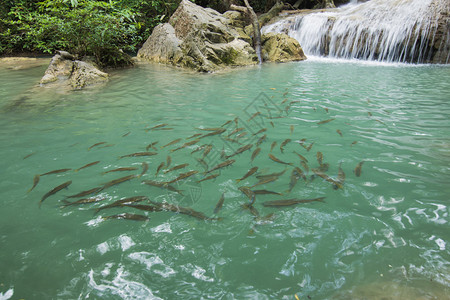 在清水中可见的鱼类泰国坎恰那毛高清图片