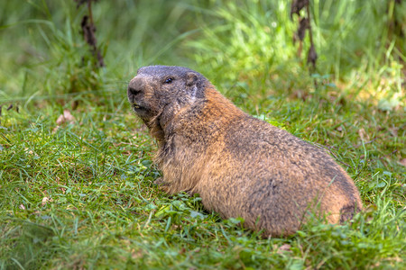 AlpinemarmotMarmotamarmota向后看图片