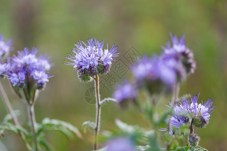 美丽盛开的phacelia花蓝色花朵的特写图片