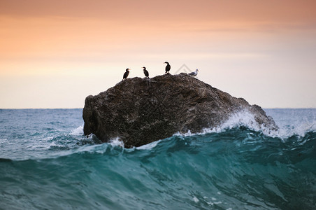 海鸟坐在海中的岩石上图片