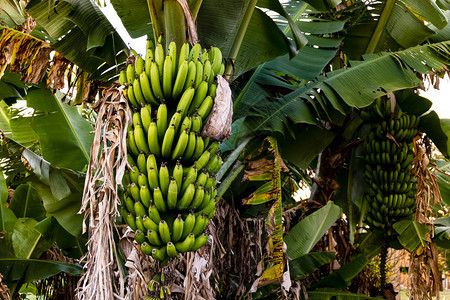 香蕉树与一堆生长成熟的绿色香蕉种背景图片