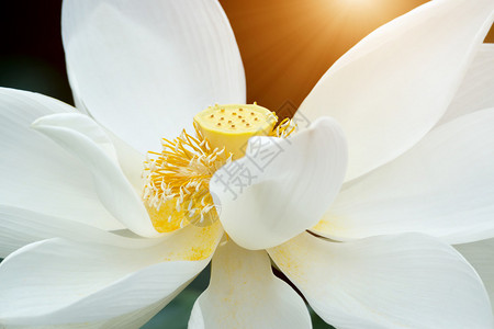 美丽的白莲花与阳光背景图片