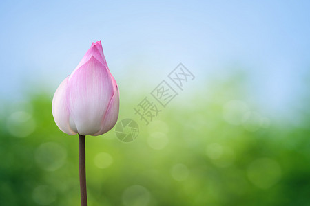 春天背景上的粉红色莲花图片