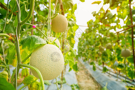 在温室农场种植的新鲜甜瓜或香瓜图片