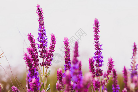 塞吉沙拉维亚种紫花园自然叶图片