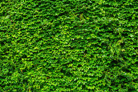 绿植墙背景