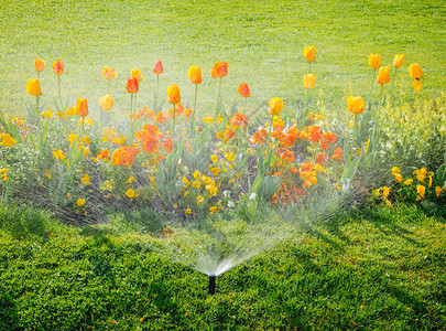 全自动喷灌系统在绿色公园清晨启动智能花园浇灌草坪和五颜六色的花朵郁金香水仙和其他类背景图片