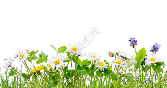 春天的草和雏菊野花孤立的背景图片