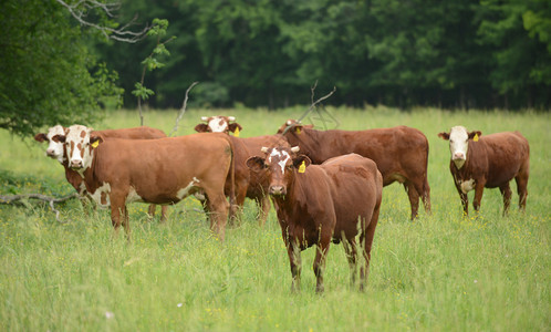 夏天一群奶牛在牧场吃草图片