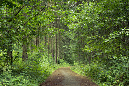 绿夏林中的风景路背景图片