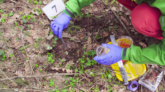 用防护手套关闭女人的手森林中的科学家生态学家采集土壤样本并将其图片
