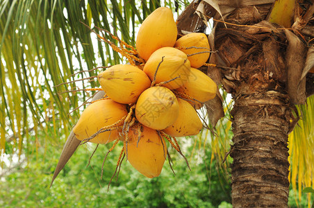 棕榈树上的椰子图片
