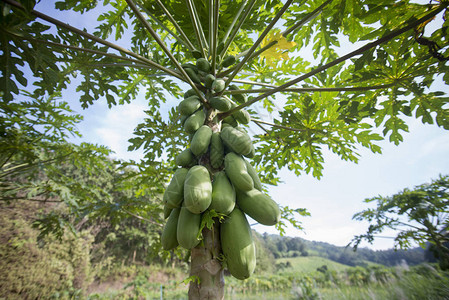 泰国北部清莱市附近木瓜种背景图片