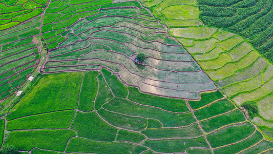 拜县上方的绿色稻田图片